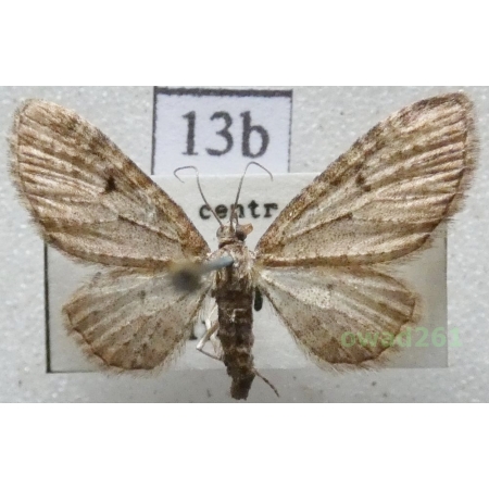 Eupithecia virgaureata Doubleday, 1861 Czech13b